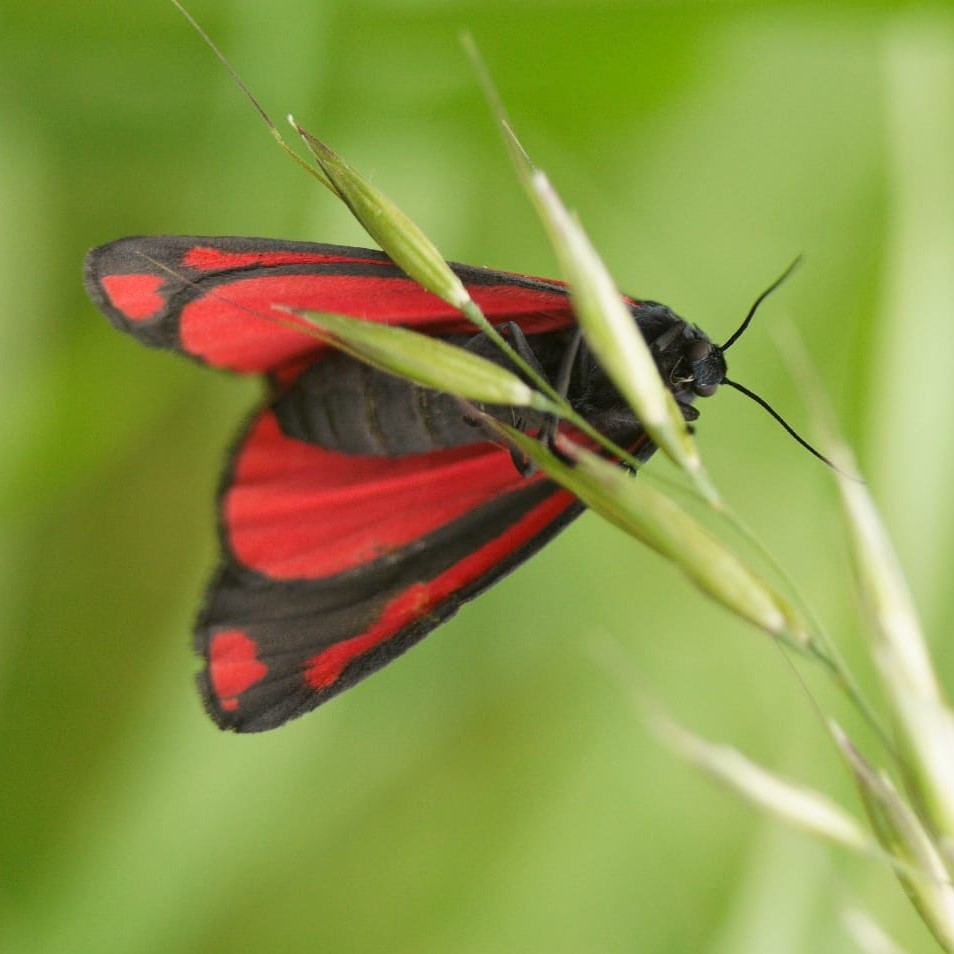 Cinnabar moth, photo by Archie Mathison 
