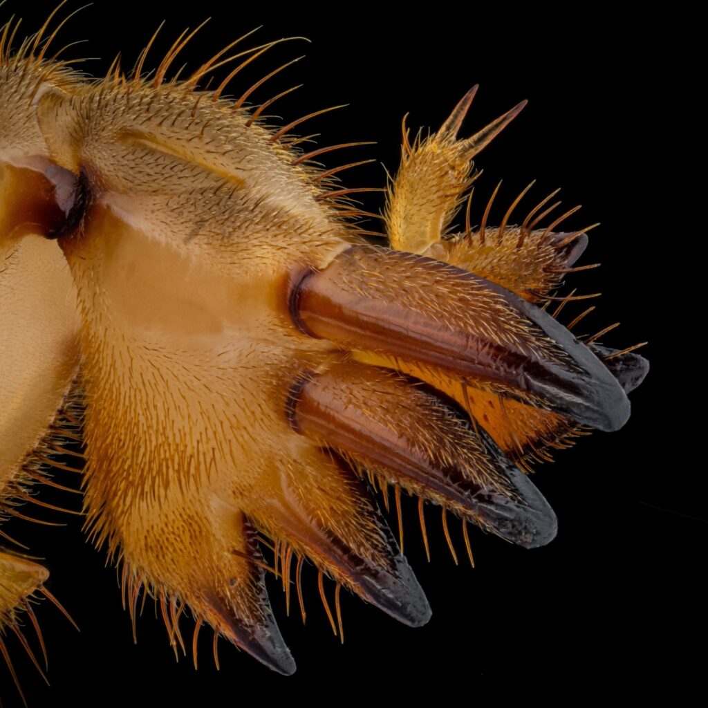 Close up of a Mole cricket foreleg, photo by Ángel Plata Sánchez
