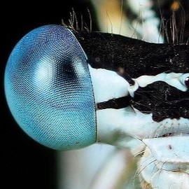 The close up eye of a damselfly