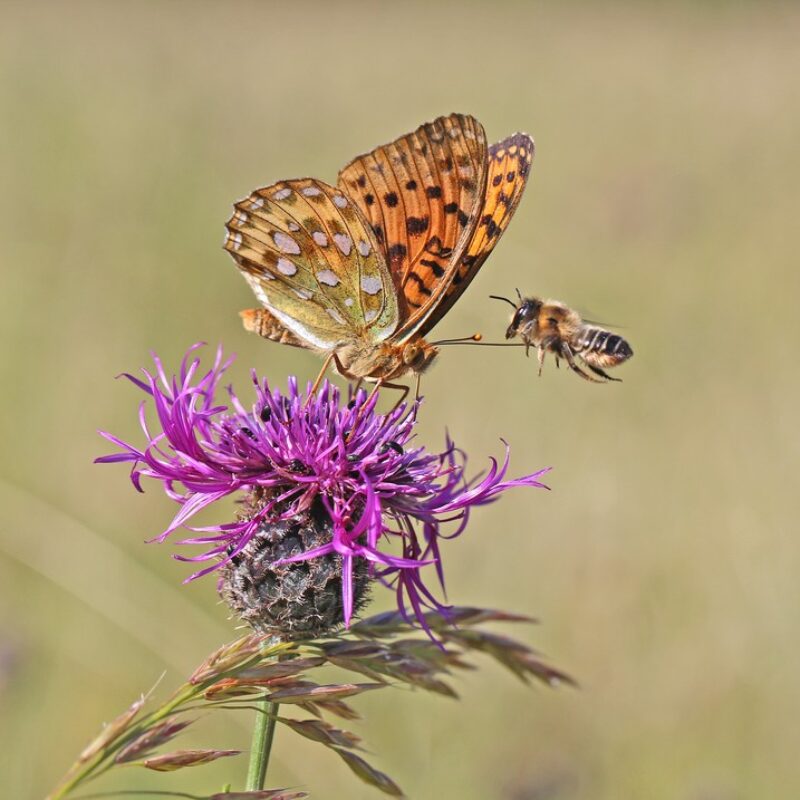 News headline thumbnail for Butterflies find safe haven in UK gardens, new research reveals
