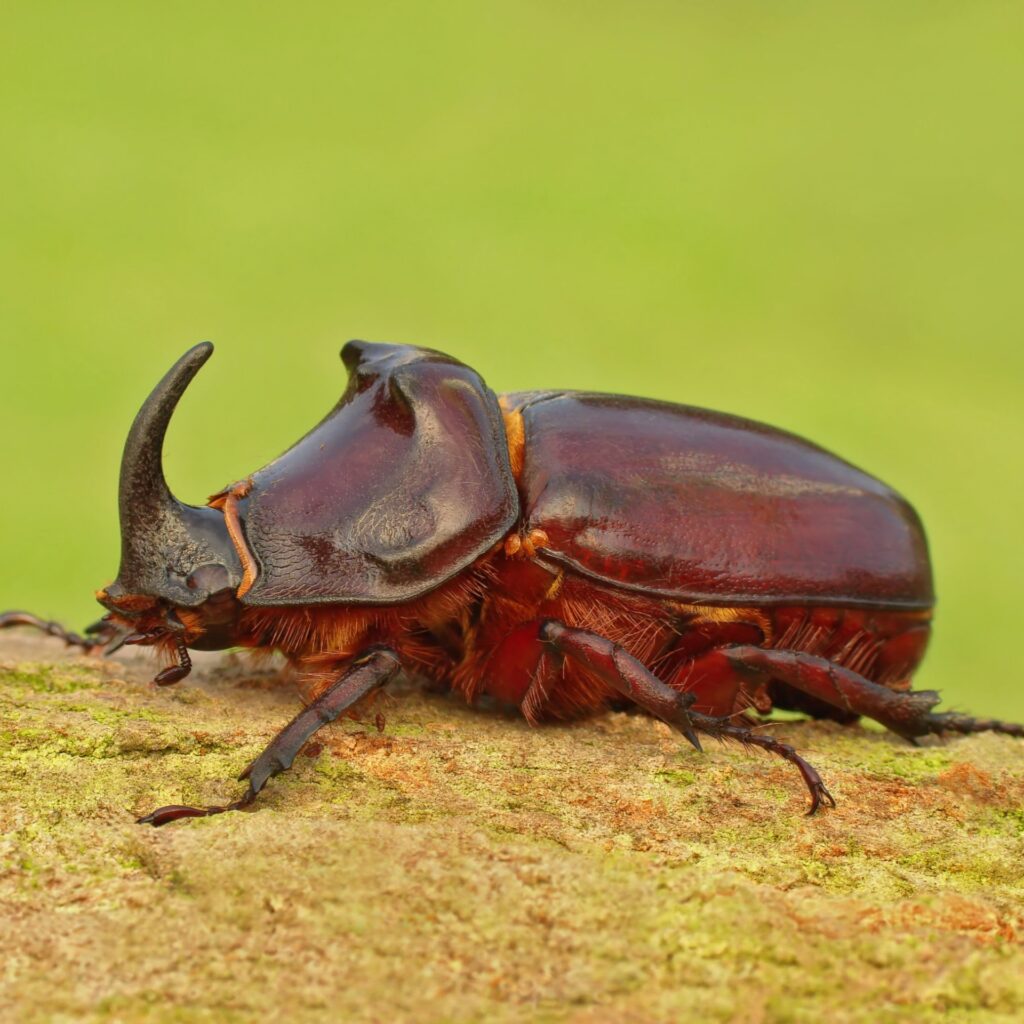 European Rhinoceros Beetle, photo by Pawel Bieniewski