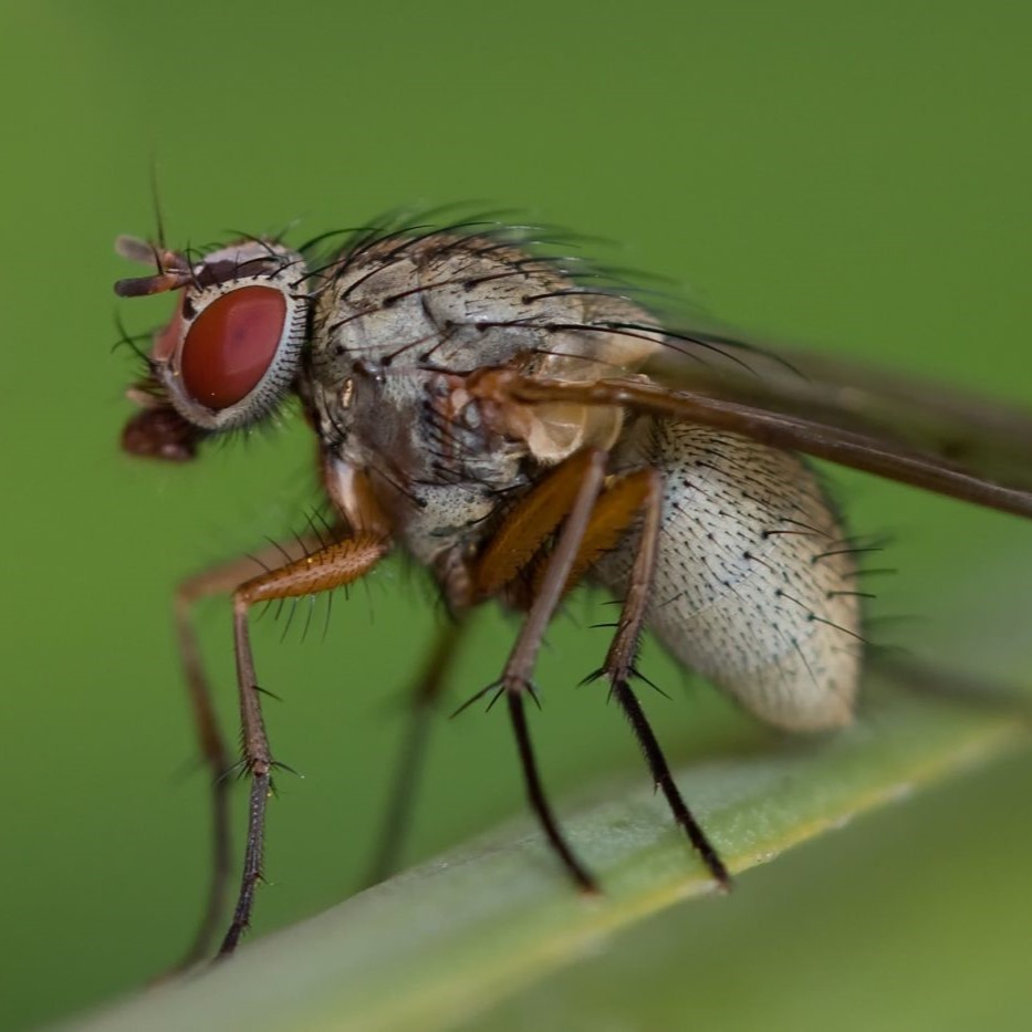 Fly (Muscidae) resting on a leaf, photo by Sarah-Fiona Helme