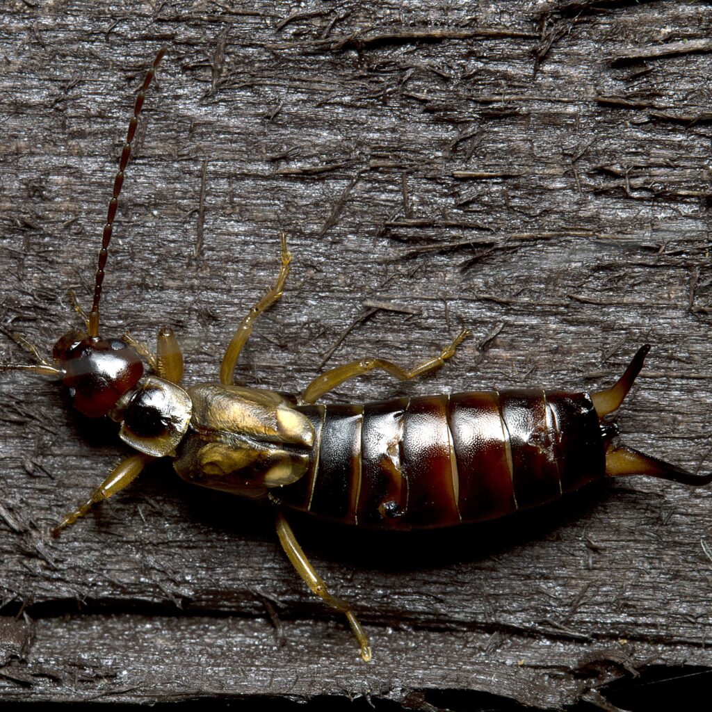 Forficula auricularia - Common Earwig, photo by Chris Stringfellow