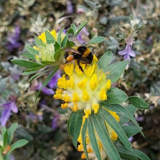 Large bee sitting on a yellow flower, Photo by Hayley Jones