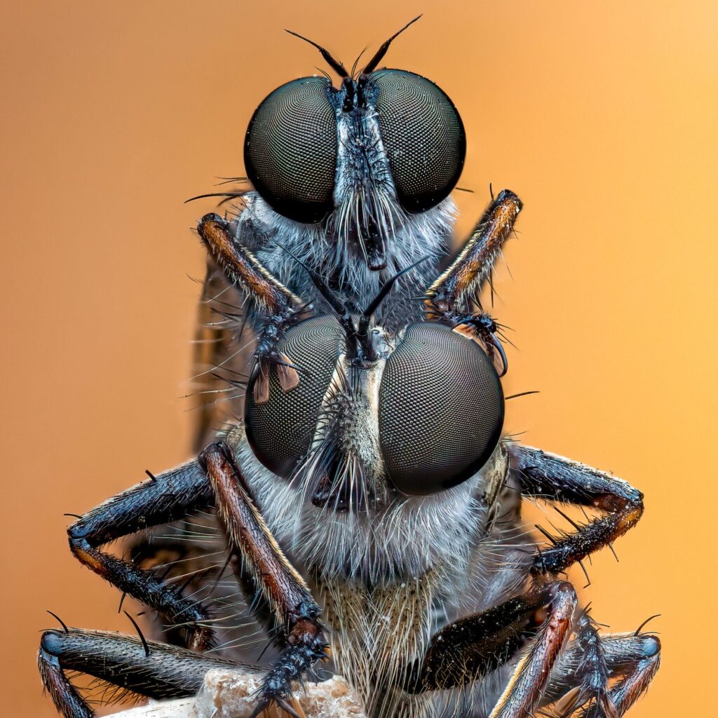 Mating Robber flies, photo by Pete Burford