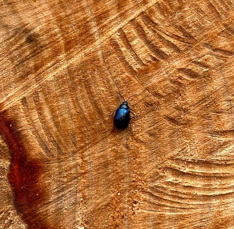 The first tiny visitor of the #RESGarden, a Alder leaf beetle (Agelastica alni)