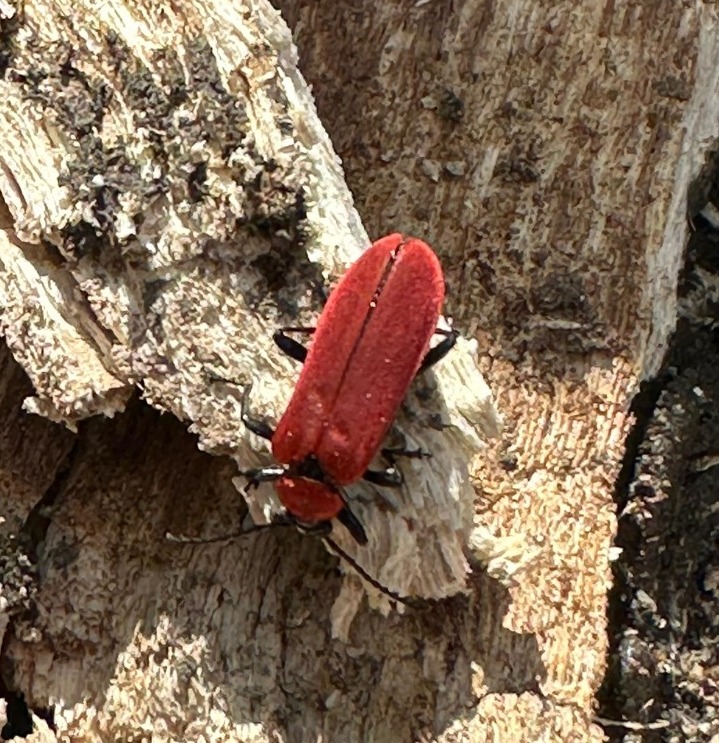 visitor to the #RESGarden, a black-headed Cardinal beetle (Pyrochroa coccinea)