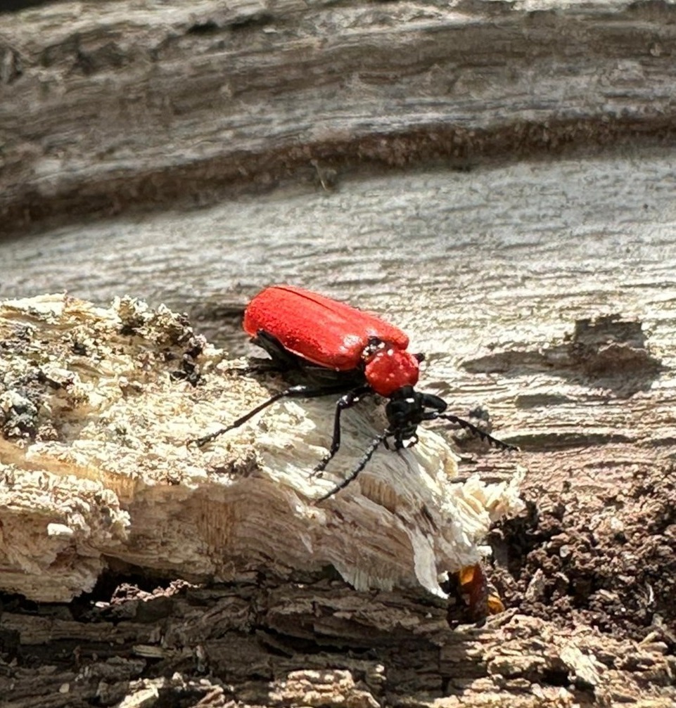 visitor to the #RESGarden, a black-headed Cardinal beetle (Pyrochroa coccinea)