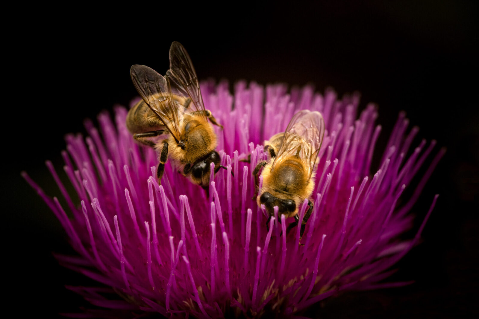 honeybees on milk thistle ©Tammy Marlar
