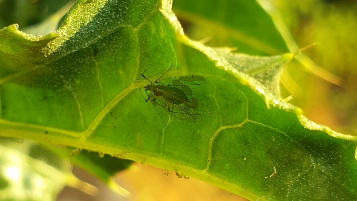 What insects are on the RES Garden? - Royal Entomological Society