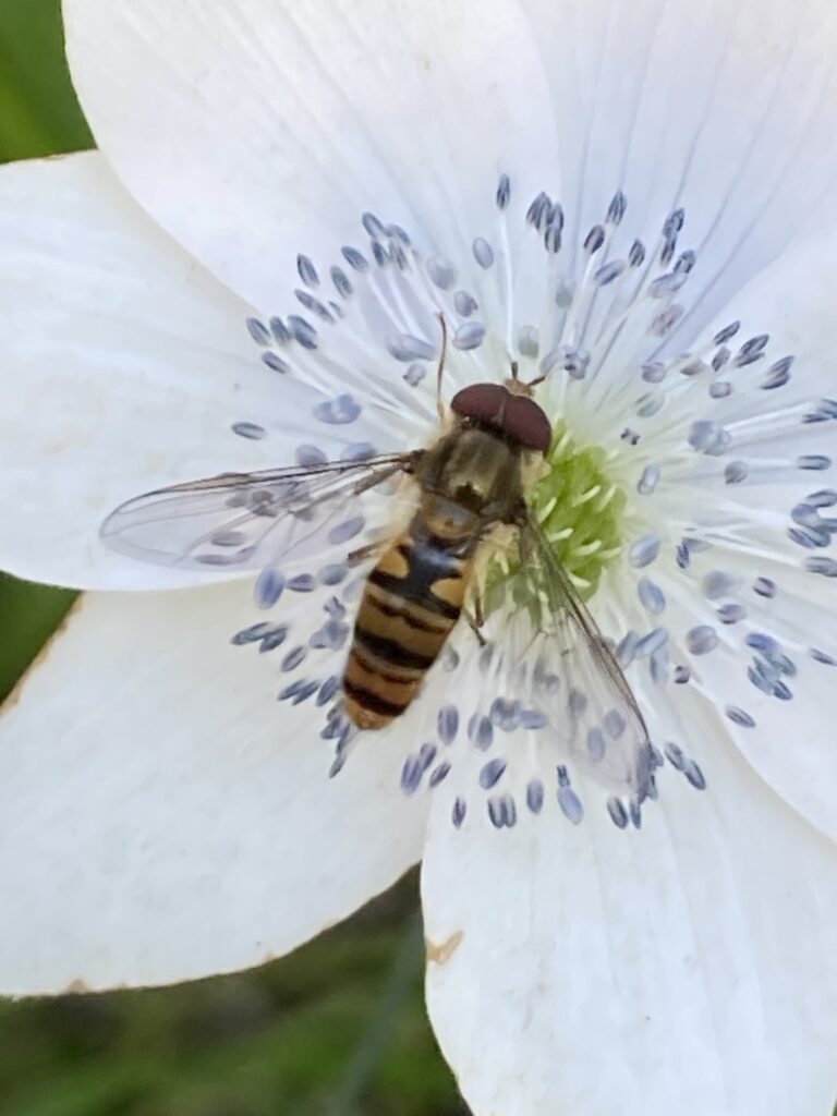 Marmalade hoverfly on the RES garden, photo by Sarah Rickwood (Twitter: sarickwoodsarah) 