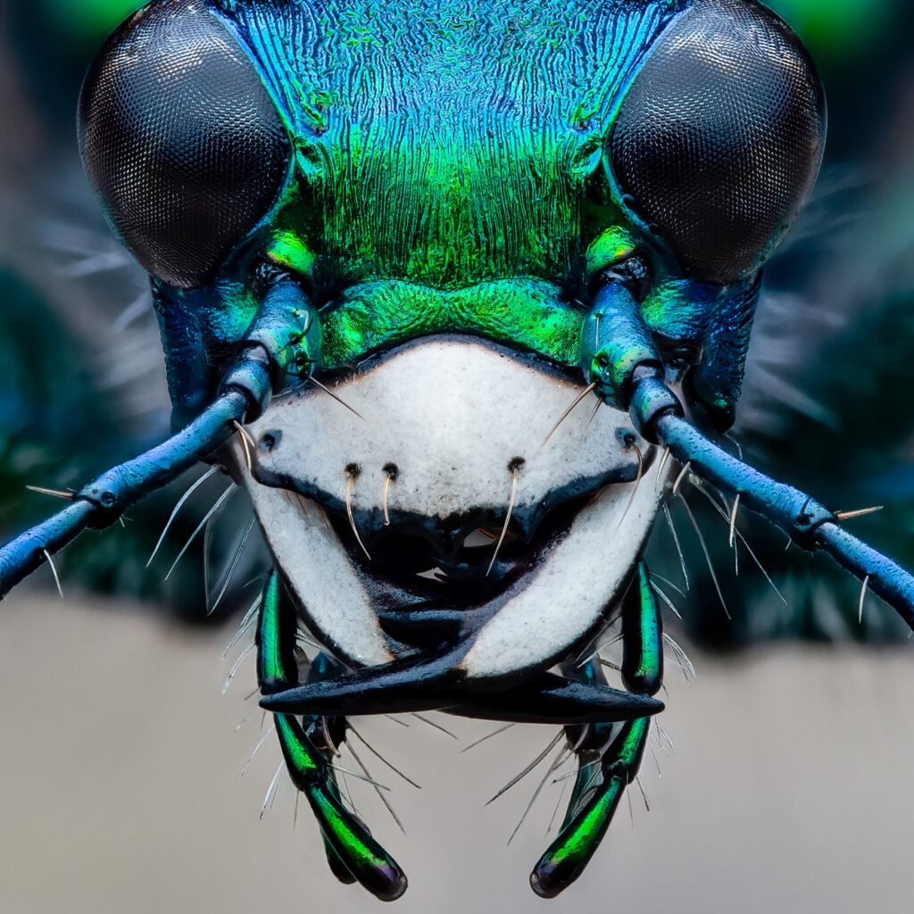 Six-Spotted Tiger Beetle, photo by Benjamin Salb