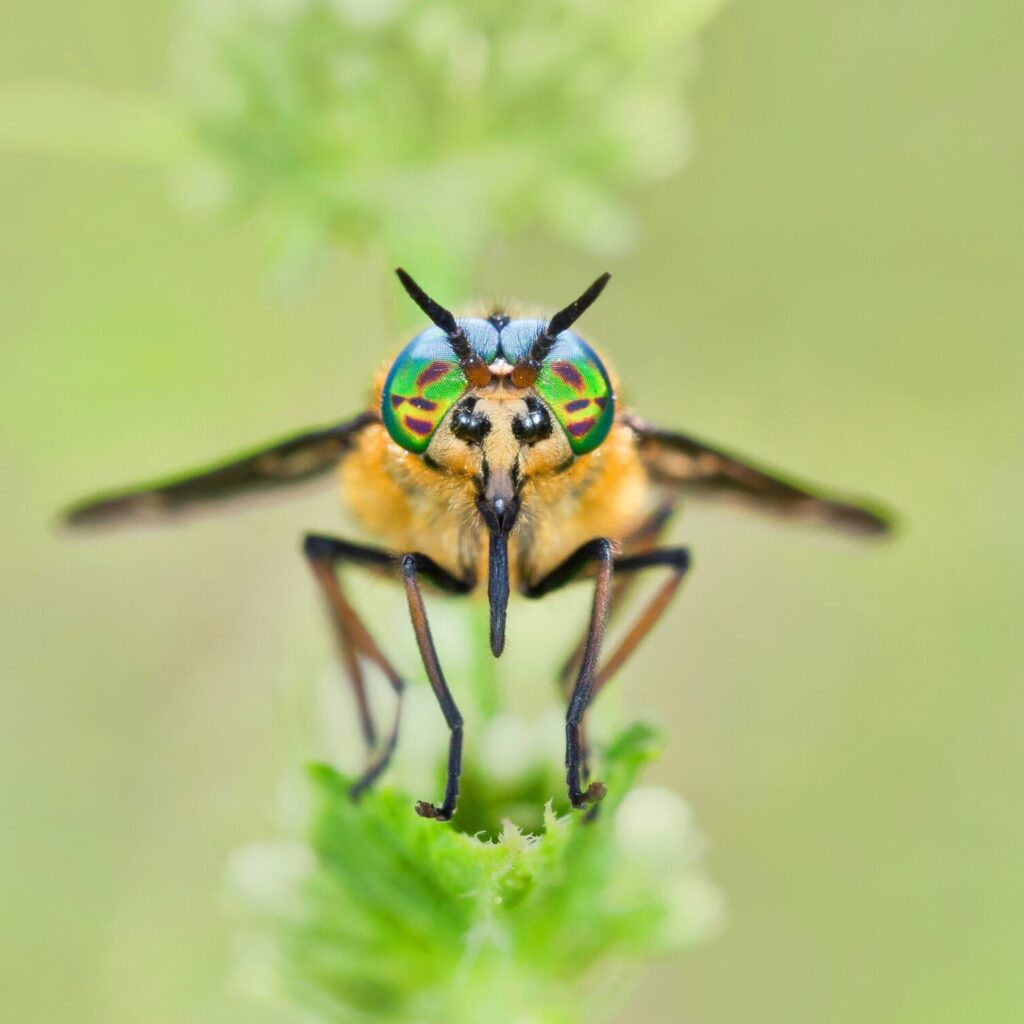 Twin-Lobed Deerfly by Marc Brouwer