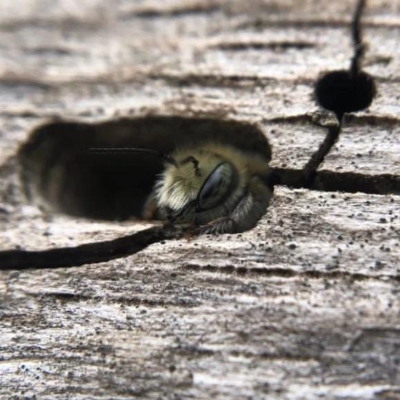 Bee hiding in deadwood of the RES Garden, Photo by Ashleigh Whiffin