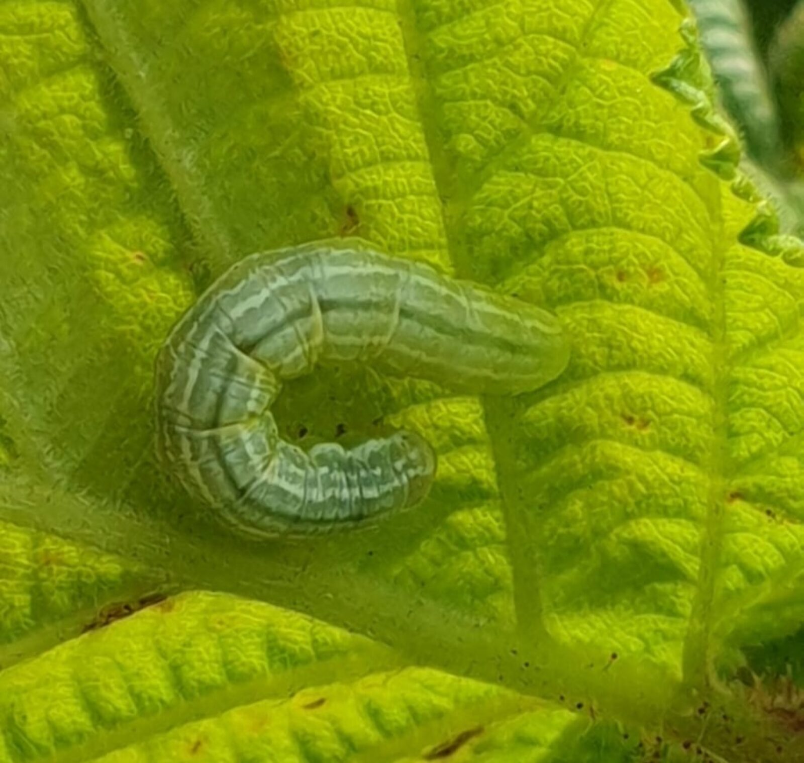 Winter moth caterpillar on a leaf