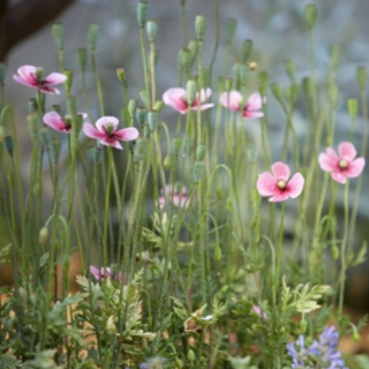 Beth’s poppy (Papaver dubium subsp. Lecoqii ‘Albiflorum’)