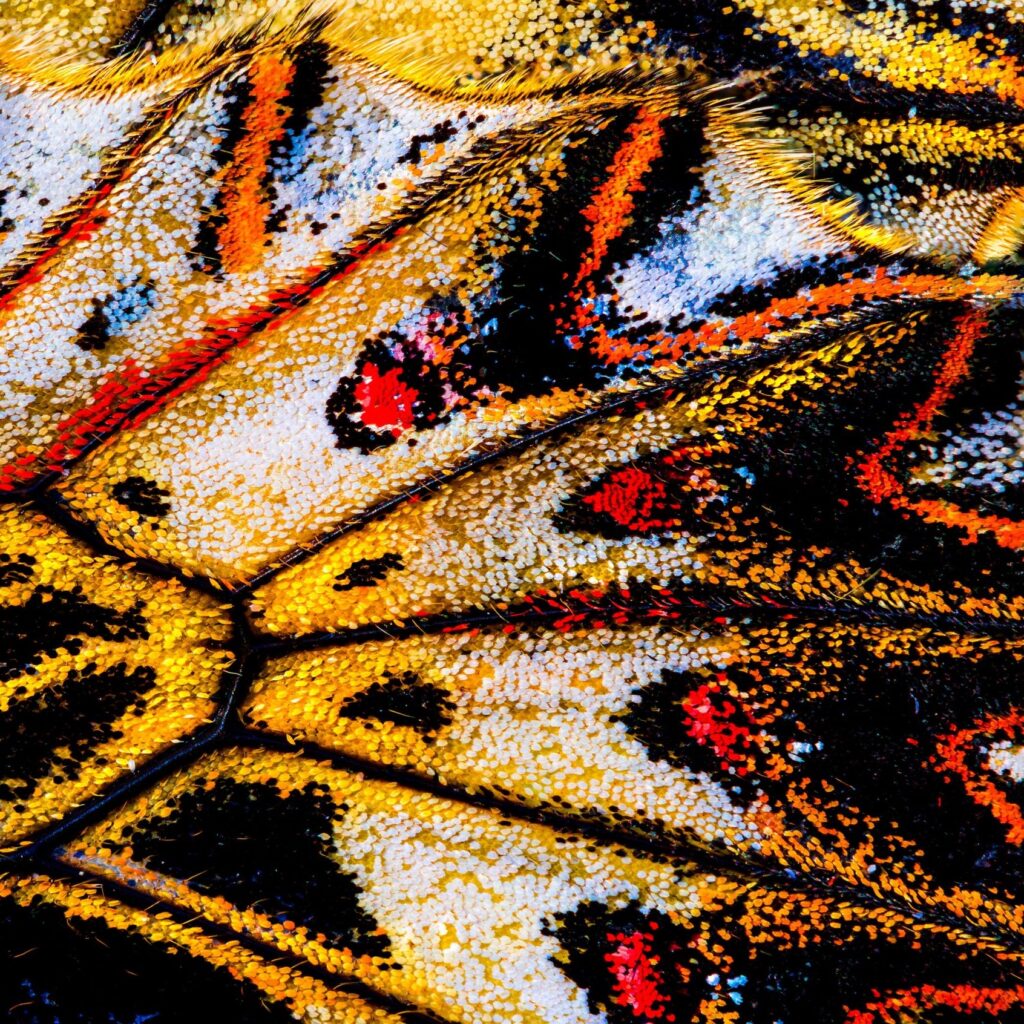 Close up of a butterfly wing