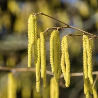 Common hazel (Corylus avellana)