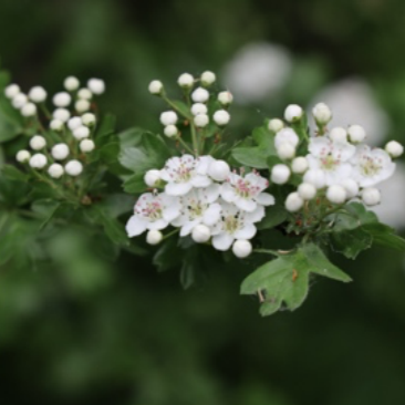 Hawthorn (Crategus monogyna)