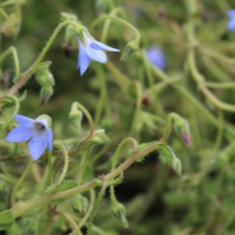 Pygmy borage (Borago pygmaea)