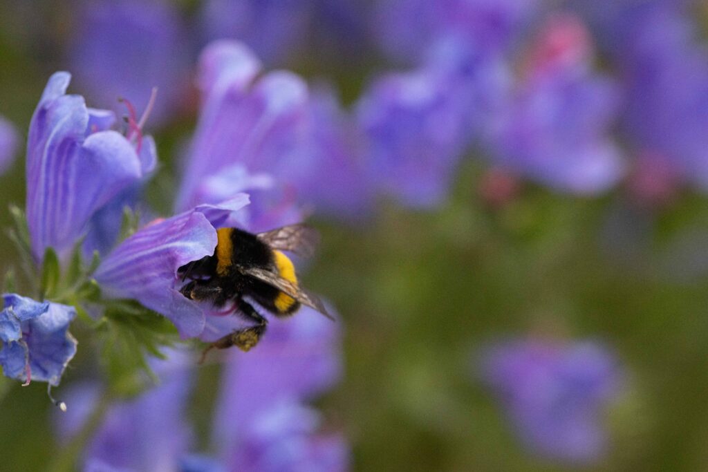 Bee inside a purple flower, Photo by Tammy Marlar