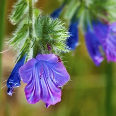 Viper’s bugloss (Echium vulgare)