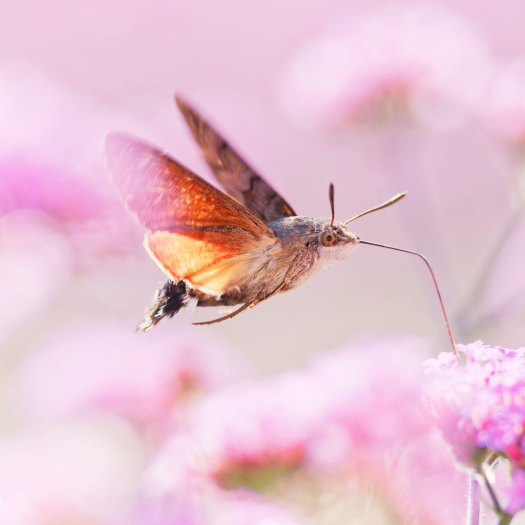 Hummingbird Hawk-moth by Marc Brouwer