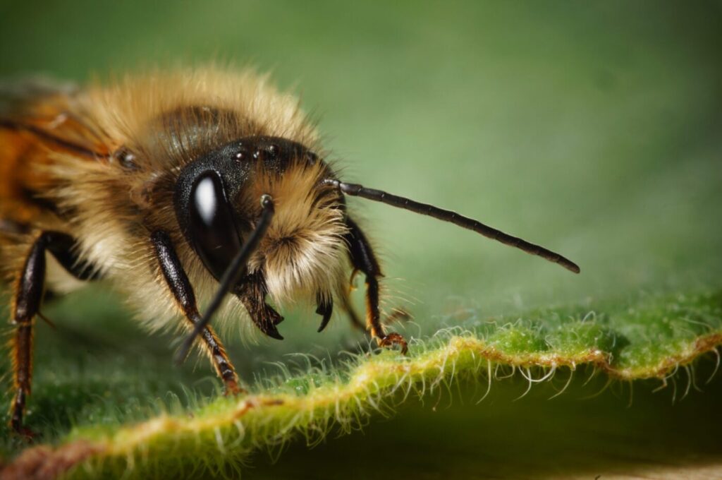 Red Mason Bee, photo by Will Scarratt, age 14