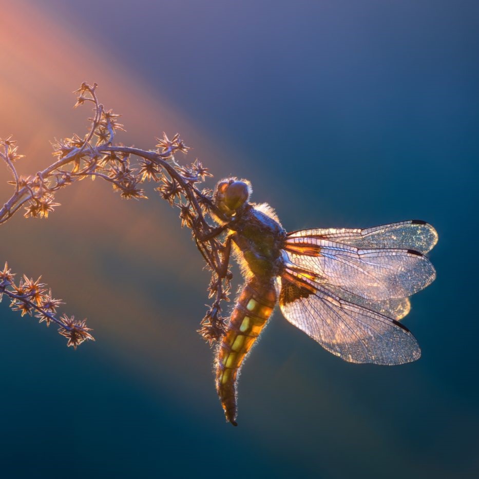 Dragonfly © Petar Sabol