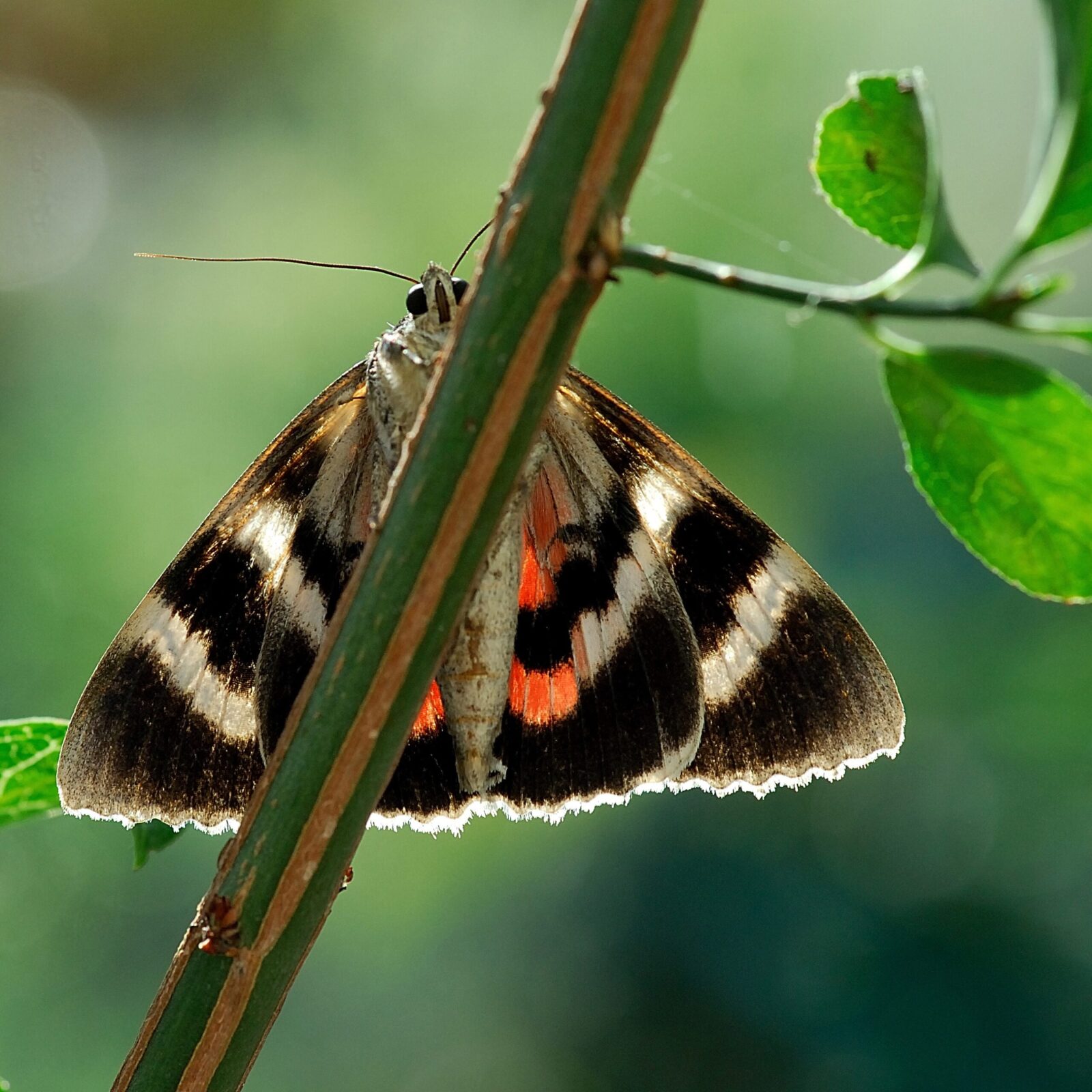 Red Underwing moth, Catocala nupta © Paul Stevens
