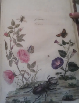 Book of Obligations page bearing Princess Victoria's signature, illustrated with pink and purple flowers surrounding the signage and a beetle at the bottom, by J. O. Westwood. Photo taken during Ento13