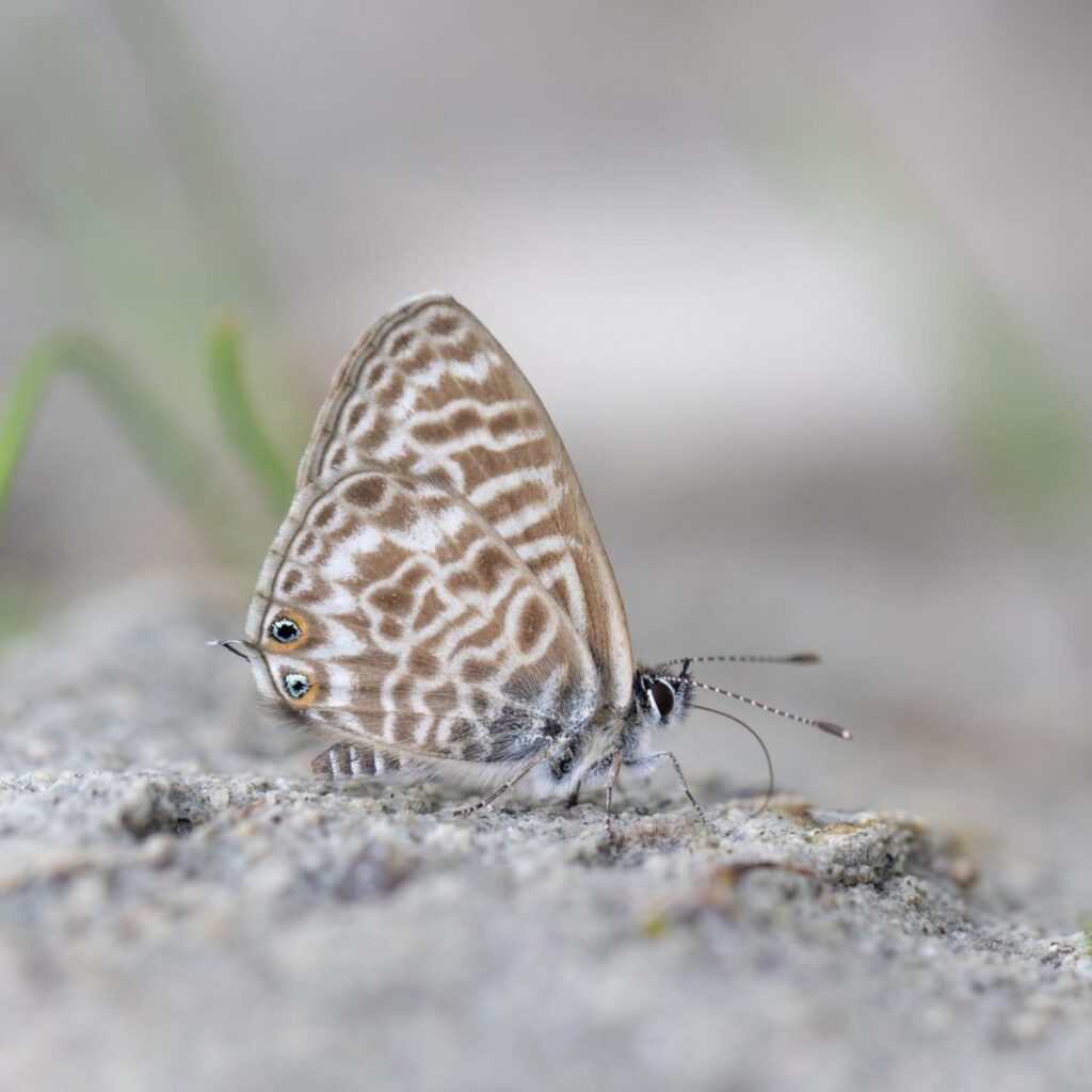 Lang’s Short-tailed Blue (Leptotes pirithous) Credit Alex Perry