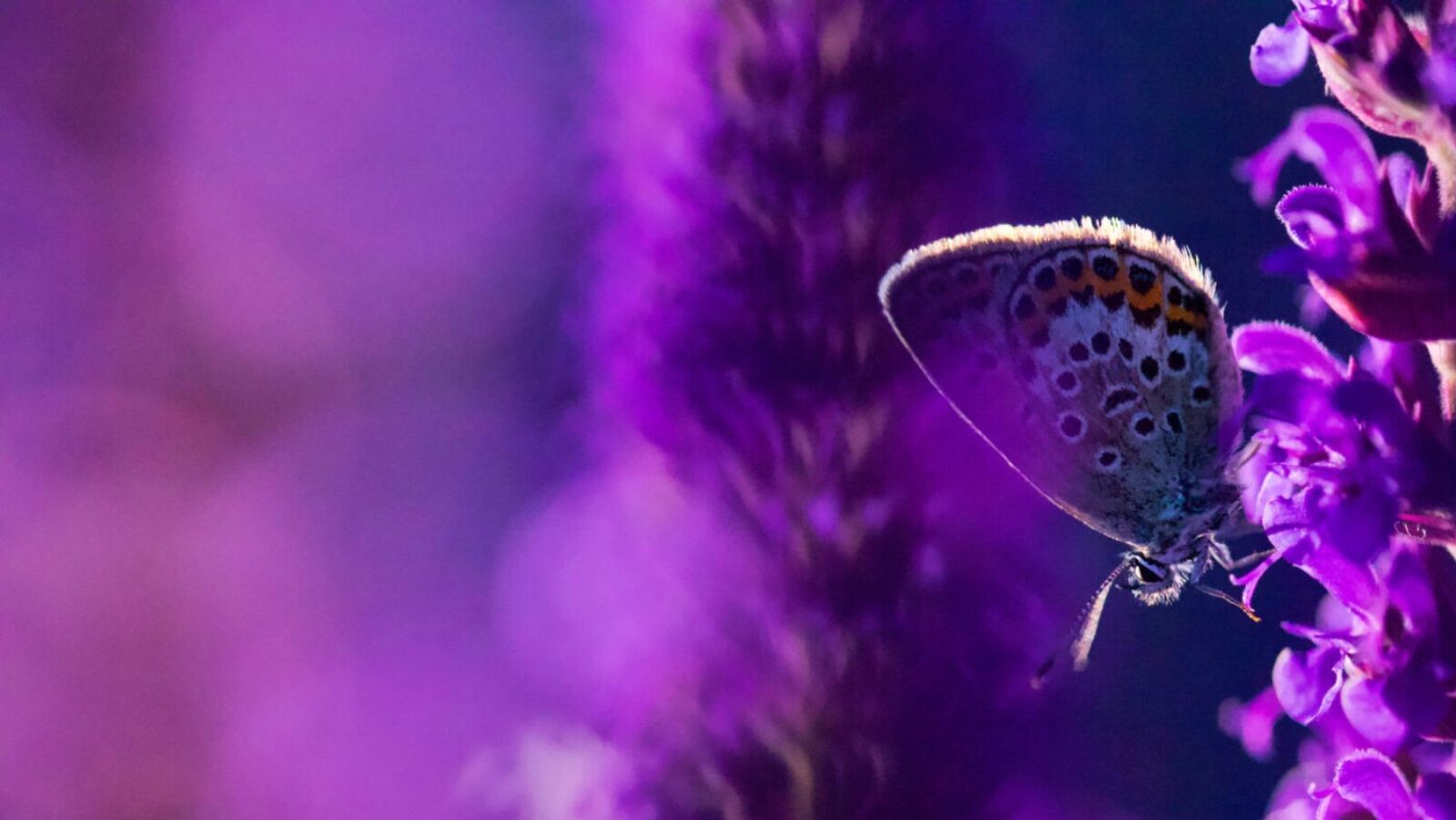 Photo of butterfly in purple flowers by Gustav Parenmark