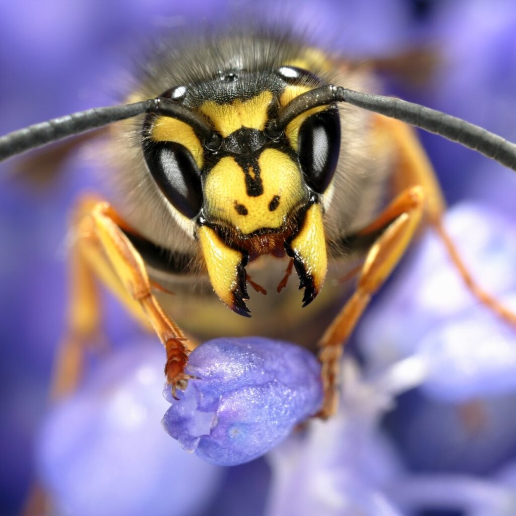 Queen common wasp on grape hyacinth - Credit David Maitland