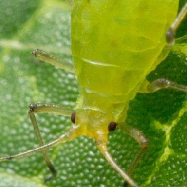 Close up of an aphid on a leaf