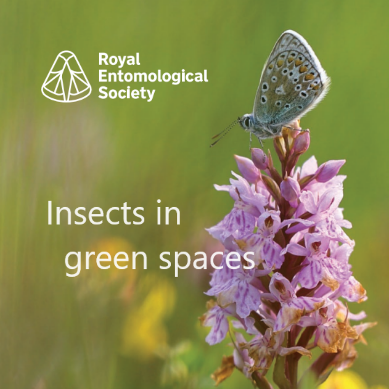 News headline thumbnail for Insects in green spaces – digital booklet