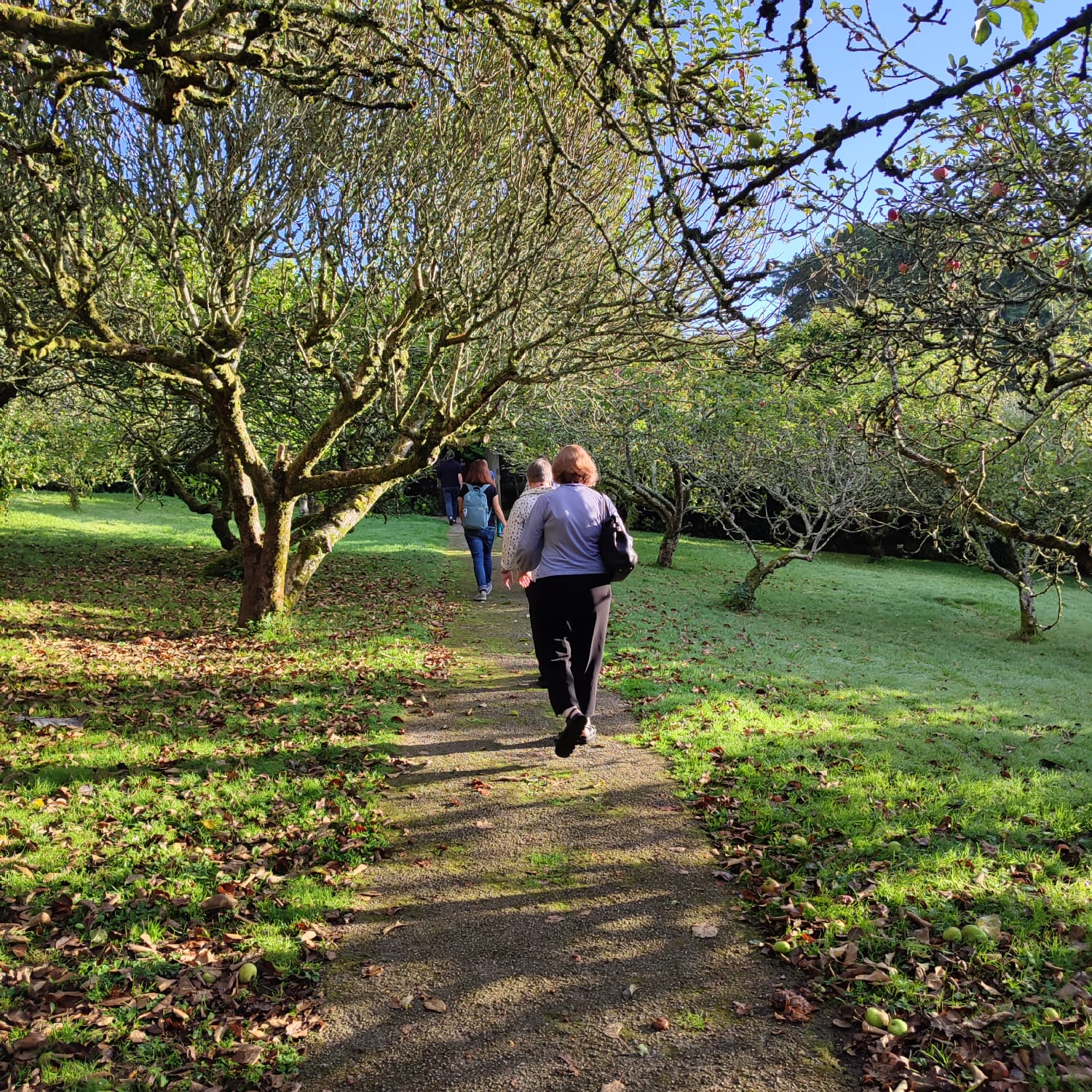Back view of people under a tree in the afternoon sun, walking through a rural park following the path