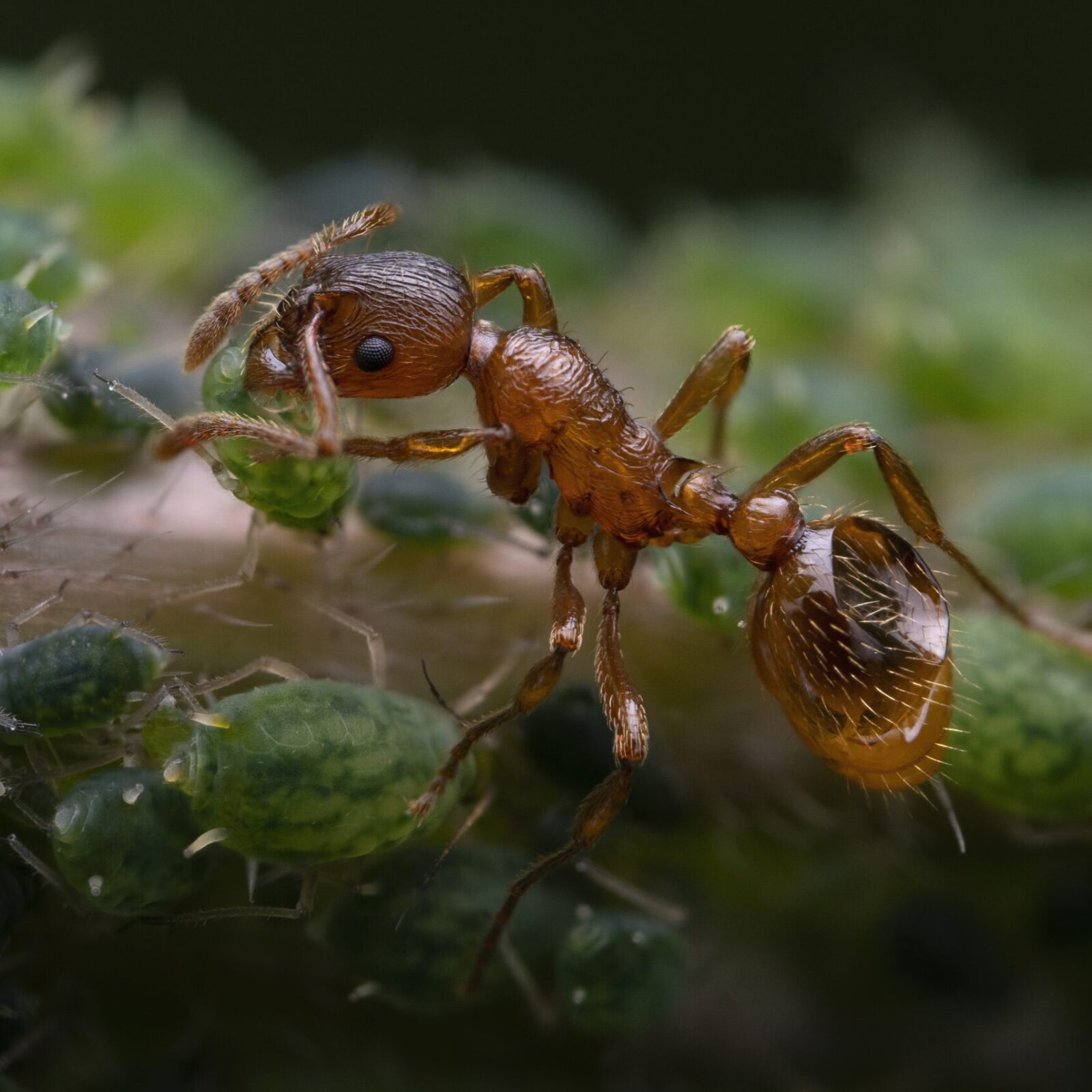Ant and aphids © Andrew Neal