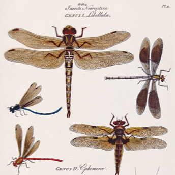 Dragonflies, The Genera Insectorum of Linnaeus (1781) - Cropped