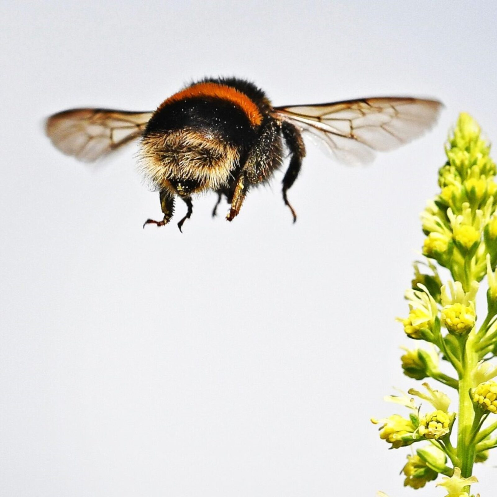 Bumblebee by Raymond J Cannon