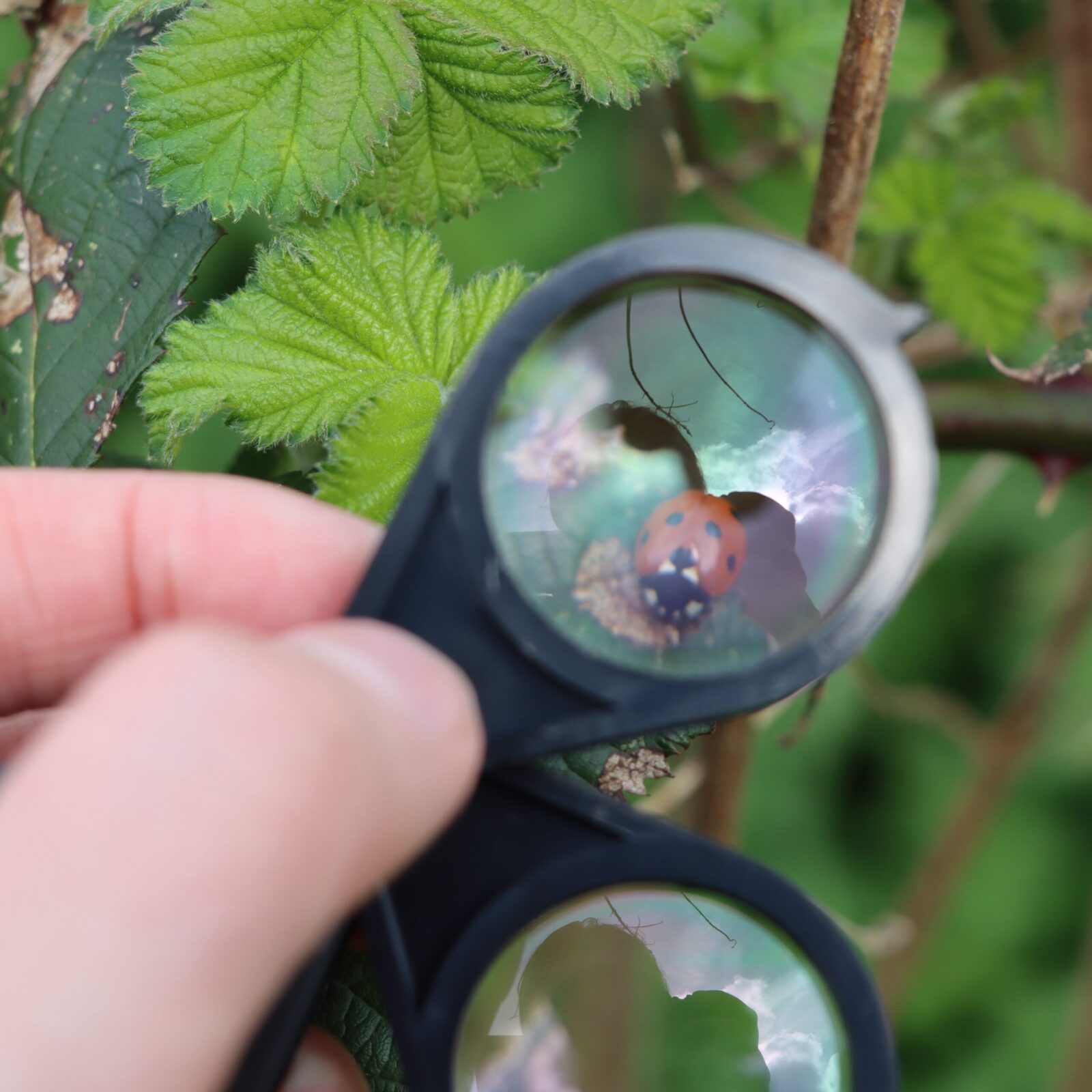 Ladybird being viewed in a magnifying lens.