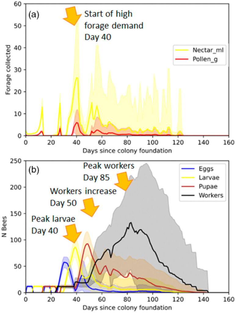 Resource gaps pose the greatest threat for bumblebees during the colony establishment phase. Graph displaying forage collection and colony composition for a single colony for (a and b)