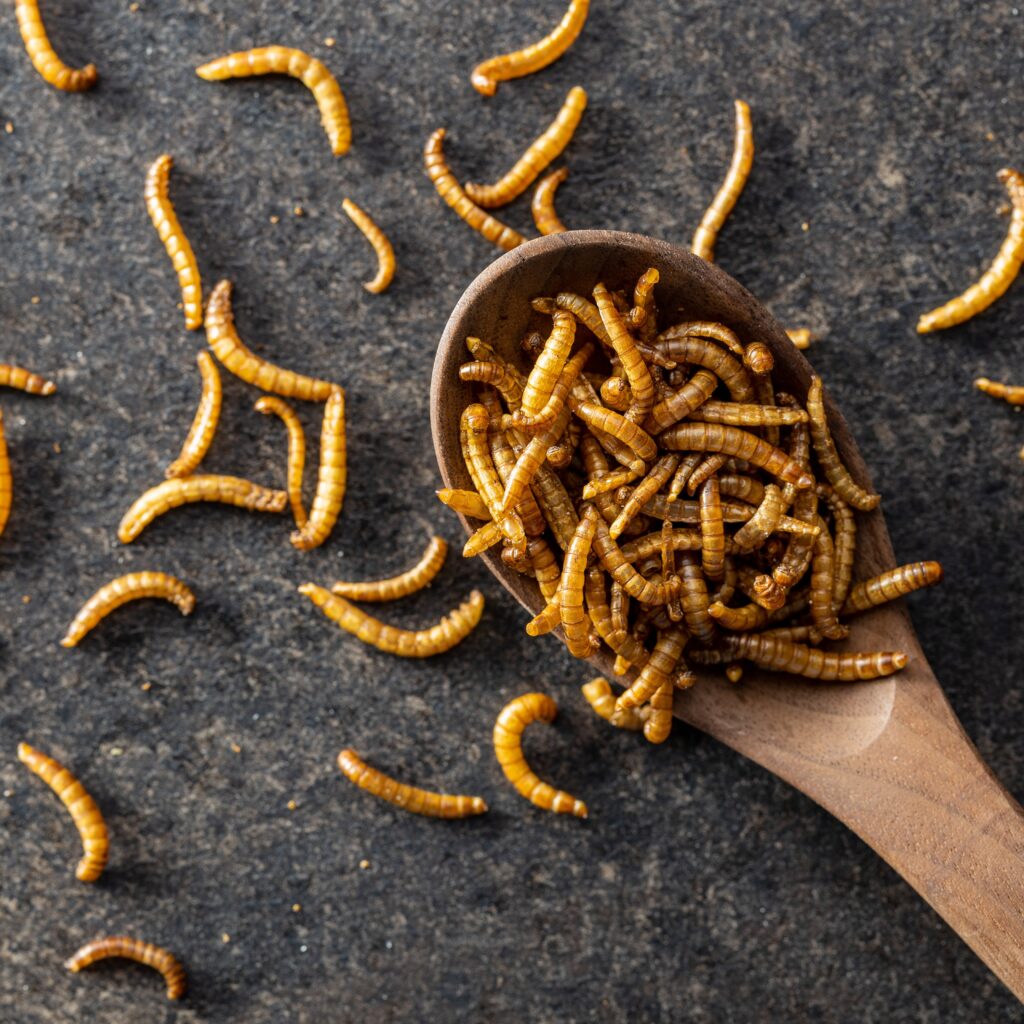 Meal worms in a wooden spoon