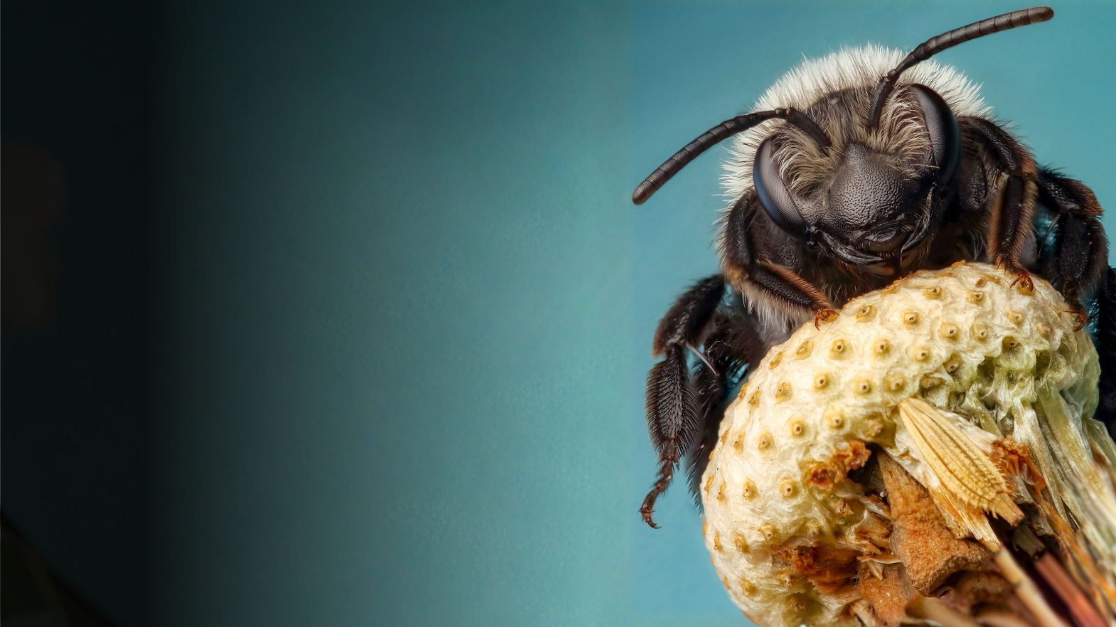 Ashy mining bee on an old dandelion head, Photo by Rory Lewis