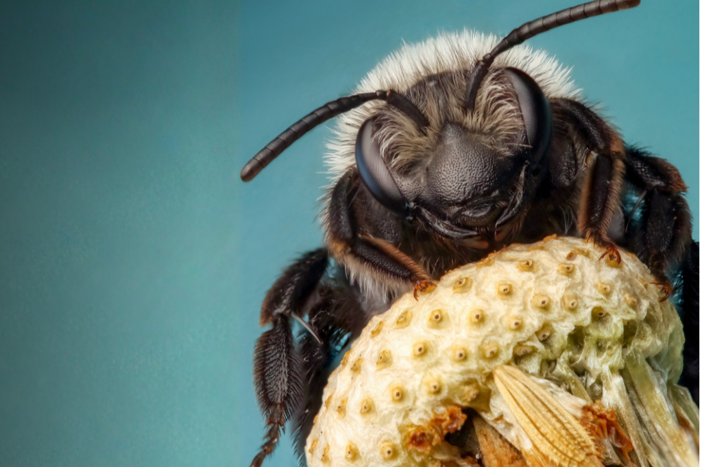 Ashy mining bee on an old dandelion head, Photo by Rory Lewis