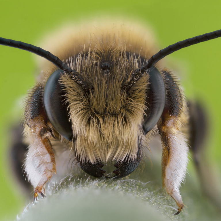 Tament Insect RES Statement on the Ethical Treatment of Insects - Royal Entomological ...