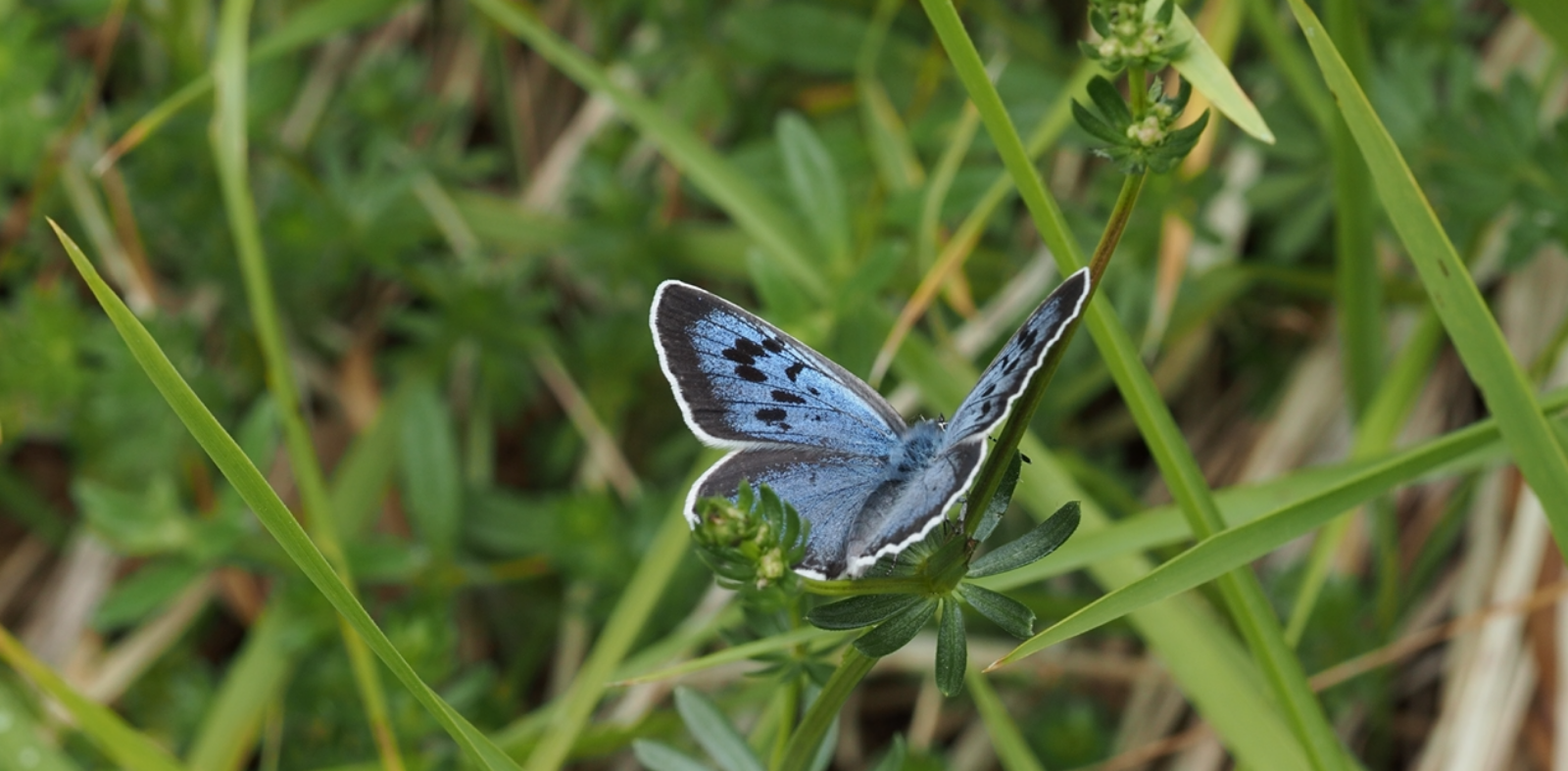 Large blue butterfly (c) David Simcox, RES Conservation Manager