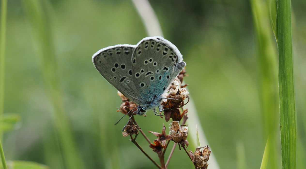 Insect Week - Royal Entomological Society