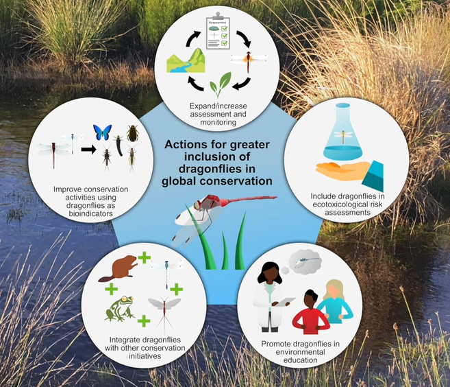 The authors propose five action points to promote dragonflies in freshwater and riparian conservation. These actions include expansion of freshwater assessment and monitoring schemes, including dragonflies in ecotoxicogical risk assessments as new information becomes available, improving landscape conservation activities, and better integration of dragonflies with other conservation initiatives.