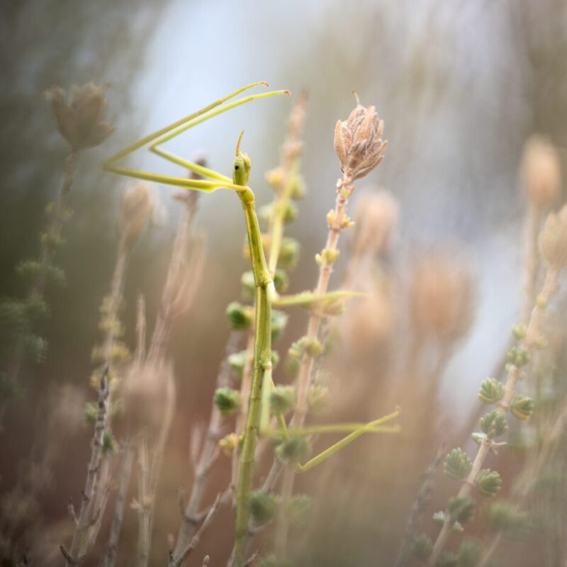 News headline thumbnail for Virtual Issue – Insect Week 2025